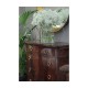 Early Victorian style mahogany chest of drawers