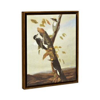 Black Backed Three Toed Woodpecker Painting on Medium Walnut Frame
