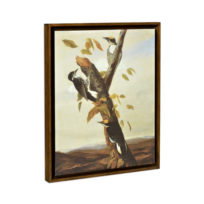 Black Backed Three Toed Woodpecker Painting on Medium Walnut Frame
