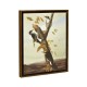 Black Backed Three Toed Woodpecker Painting on Medium Walnut Frame